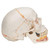 3B Scientific Classic Human Skull Model Painted, with Opened Lower Jaw, 3 Part Smart Anatomy