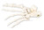 3B Scientific Foot Skeleton Loosely Threaded on Nylon (Left)