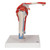 3B Scientific Human Shoulder Joint Model with Rotator Cuff & 4 Removable Muscles, 5 Part Smart Anatomy