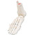 3B Scientific Human Right Foot and Ankle Skeleton Model