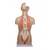 Erler Zimmer Torso with Open Back, 27-part, Dual Sex