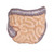 Erler Zimmer Torso with Open Back, 27-part, Dual Sex