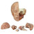 3B Scientific Classic Unisex Human Torso Model with Opened Neck and Back, 18 Part Smart Anatomy