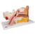 3B Scientific Human Ear Model, 3 Times Life-Size, 4 Part Smart Anatomy
