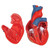 3B Scientific Classic Human Heart Model, 2 Part Smart Anatomy