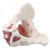 Erler Zimmer Male Pelvis with Pelvic Floor Musculature