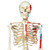 3B Scientific Human Skeleton