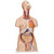 3B Scientific Deluxe Dual Sex Human Torso Model, 24 Part - 3B Smart Anatomy