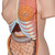 3B Scientific Deluxe Dual Sex Human Torso Model, 24 Part - 3B Smart Anatomy