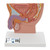 3B Scientific Male Pelvis Model in Median Section, 1/2 Life-Size - 3B Smart Anatomy