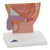 3B Scientific Male Pelvis Model in Median Section, 1/2 Life-Size - 3B Smart Anatomy