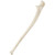 3B Scientific ORTHObones Standard Ulna, Left