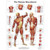 3B Scientific Human Muscle Chart