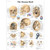 3B Scientific Human Skull Chart