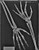 RSD Take-Apart PIXY Phantom with Fill Ports and Organs