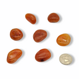 Evolve Botanica Tumbled Stone - Carnelian