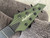 Jackson B7 Guitar