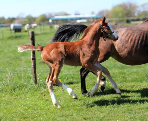 Nikita vd Padenborre + stallion foal ☆☆-Picture (1).jpg
