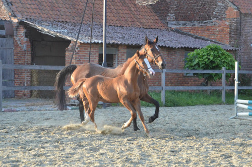 Nikita vd Padenborre + stallion foal ☆☆-Picture(10).jpg