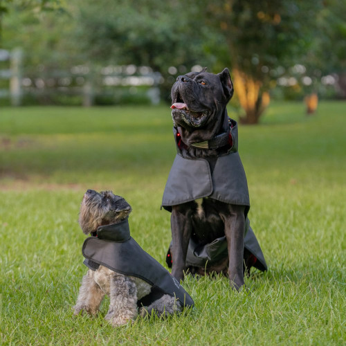 DogSol Red Light Therapy Blanket for Dogs – Pain Relief & Recovery