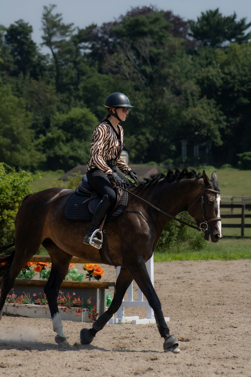 Stella Top| Animal print