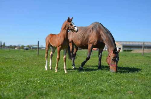 Nikita vd Padenborre + stallion foal ☆☆-Picture.jpg