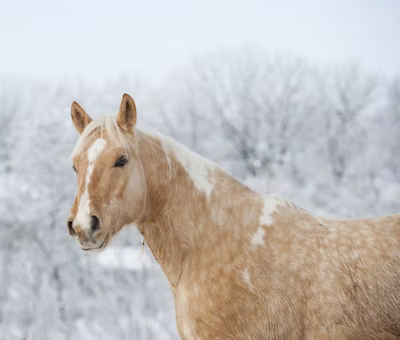 10 Things on Every Equestrian’s Winter Wishlist