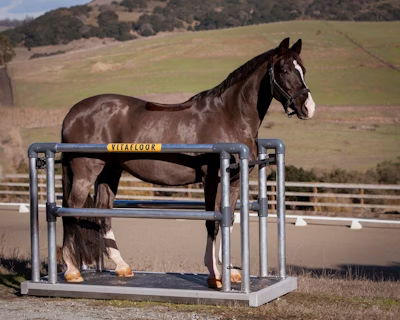 Vitafloor: Giving Horses and Riders A Happier Life Together