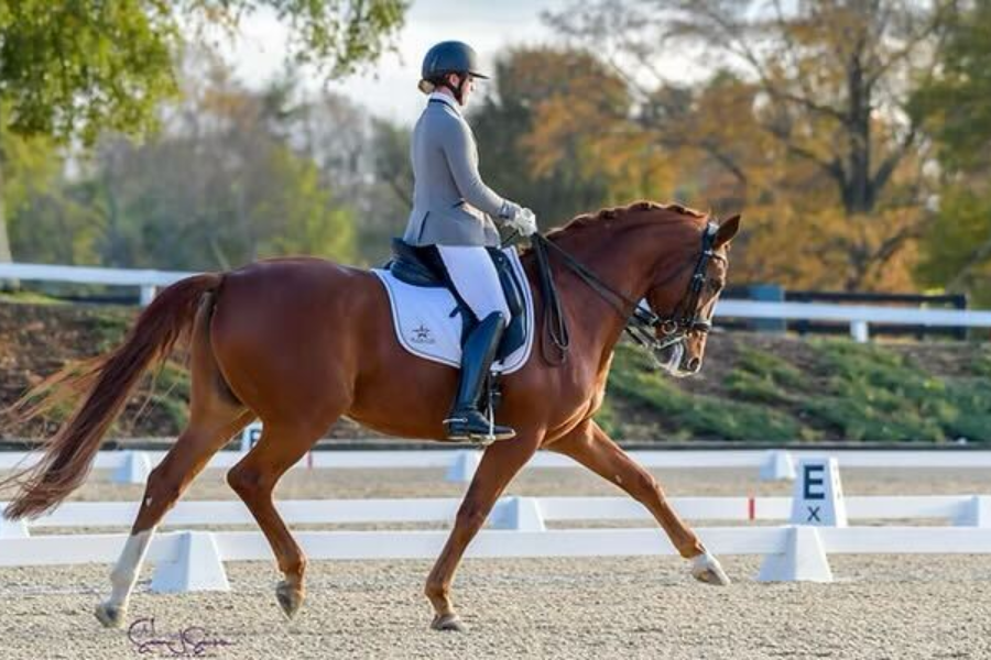 https://cdn11.bigcommerce.com/s-gmnwdgpa6y/images/stencil/original/uploaded_images/blog-thumbnail-kv-dressage.png