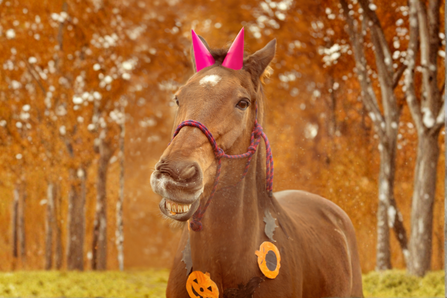 https://cdn11.bigcommerce.com/s-gmnwdgpa6y/images/stencil/original/uploaded_images/blog-thumbnails-trick-or-treat.png