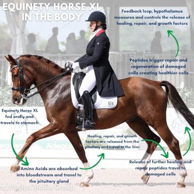 Equinety Horse XL + Equinety OEC Oil: Repair, Nourish, Excel