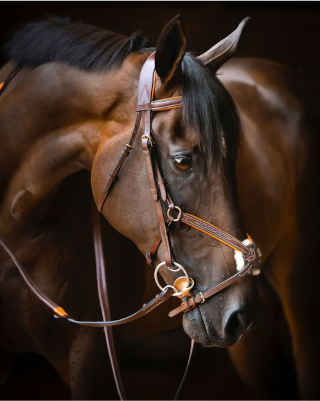 Know Everything About Horse Bridles