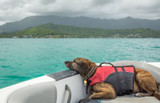 Tips For Taking Your Dog Boating