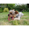 Rosewood BioSafe Puppy Ring Chew Dog Toy (Pink)