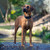 Rogz Padded Collar Red
