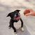 ZamiPet Urinary Support Chews For Dogs - 60 Chews (300g)
