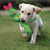 KONG Wubba Ballistic Friends Interactive Dog Toy