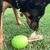 SodaPup Dinosaur Egg Chew Toy For Dogs