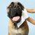 Dog By Dr Lisa Wipes (80 pack)