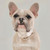 St Argo Collar For Dogs Taupe