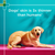 PAW 2-in-1 Conditioning Shampoo 