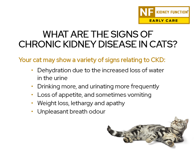 Pro Plan Veterinary Diets NF Kidney Function Early Care Wet Cat Food ...