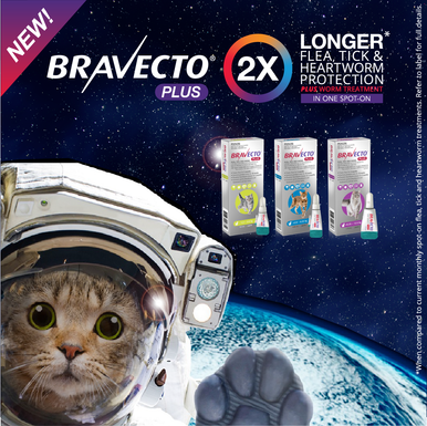 Bravecto Plus Kittens & Small Cats Spot-on Green 1.2-2.8kg