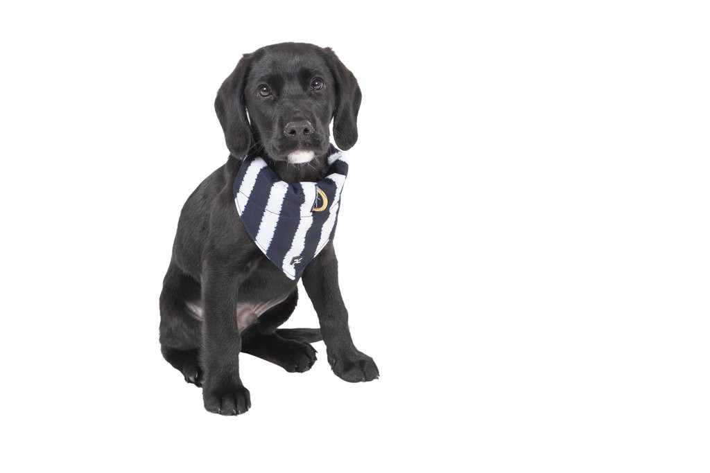 Mog & Bone Dog Bandana - Navy Hamptons Stripe Print