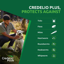 Credelio Plus Green Large Dogs 11kg-22kg