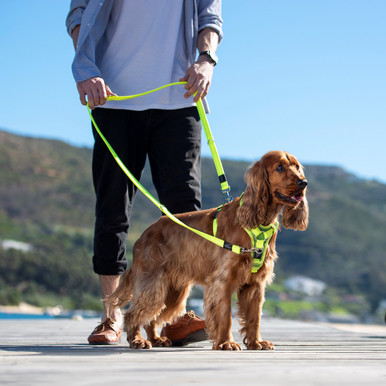 Two point control leash hotsell