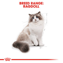 Royal Canin Ragdoll Adult Dry Cat Food - Breed Range