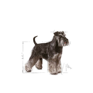 Royal Canin Miniature Schnauzer Adult Dry Dog Food - The Breed