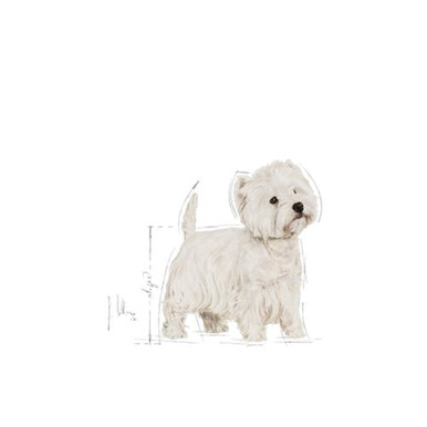 Royal Canin West Highland White Terrier Adult Dry Dog Food - The Breed