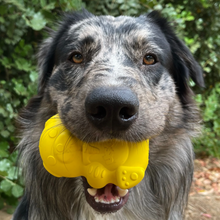 SodaPup Honey Bear Chew Toy For Dogs